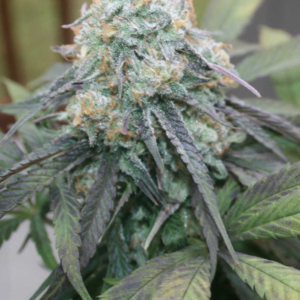 Orange-Cookies-Clone