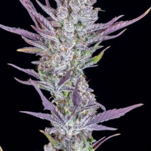 Banana Hammock Clone