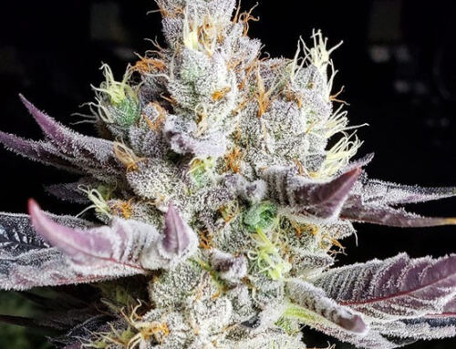 No Till Organic Living Soil Explained