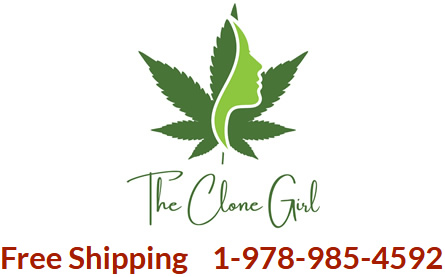 The Clone Girl Logo