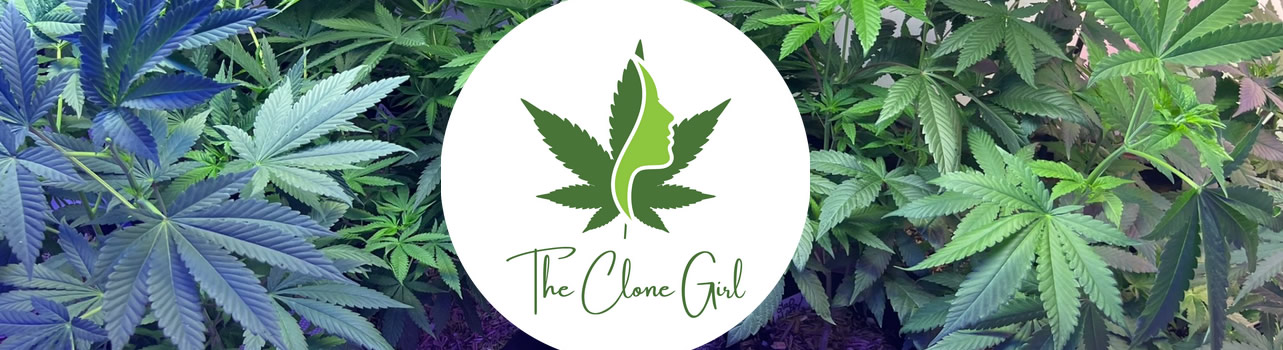 girl-clone girl-clone