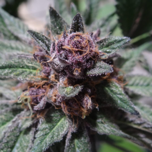 grand-daddy-purp-clone