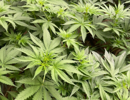 Mycorrhizae and Your Plants Root System