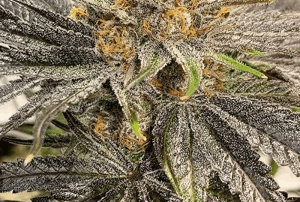 Early Lemon Berry Clone
