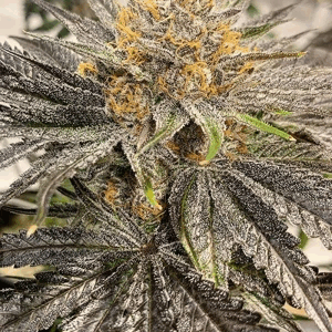 Early Lemon Berry Clone