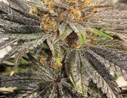 How to Identify a High-Quality Cannabis Clone Before You Buy