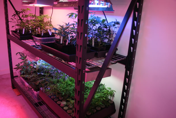 premium-genetic-batche