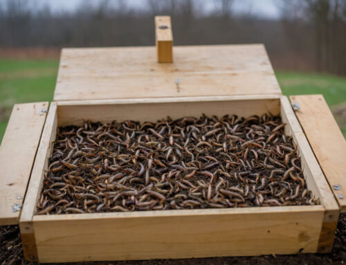 House A Small Worm Farm