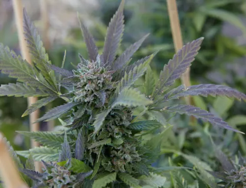 What Questions to Ask Before Buying Cannabis Clones Online?