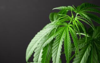 Quality Clones Weed