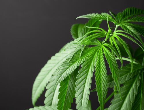 Struggling To Quality Purchase? How To Find Premium Quality Clones Weed?