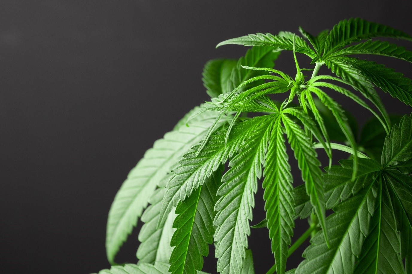 Quality Clones Weed