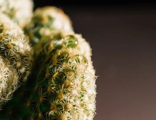 How to Identify a High-Quality Cannabis Clone Before You Buy