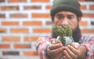 cannabis clone