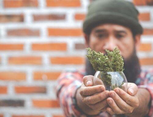 Confused About Cannabis Clones? Queries To Clear Before Buying One
