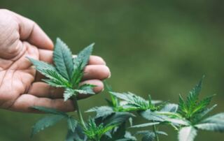 Cannabis Clones