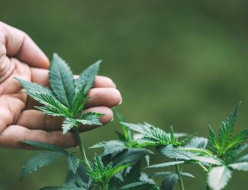 The Biggest Myths About Rooted Cannabis Clones in Massachusetts: Debunked