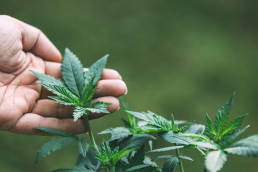 Cannabis Clones