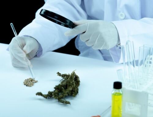 What to Check Before Buying Cannabis Clones: Root Health, Genetics, and More
