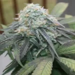 Orange Cookies Clone