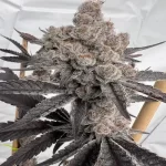 Space Juice Clone