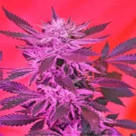 Jack Herer Clone