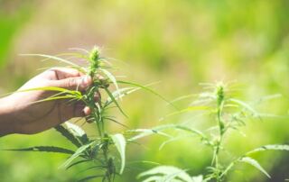 pot cloning