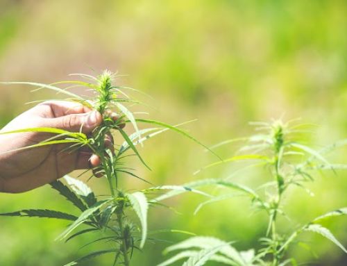 How Pot Cloning Helps Preserve Desired Plant Traits?