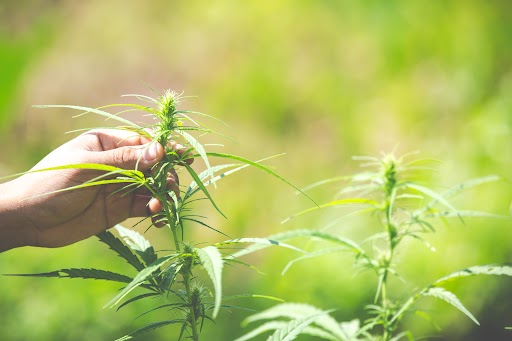 pot cloning