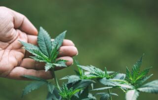 Hand selecting cannabis clone cutting from mother plant