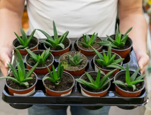 Where to Buy Pot Clones and Why Organic Cultivation Makes a Difference