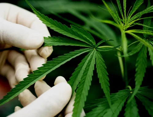 Things You Must Remember Before Searching for Where to Buy Cannabis Clones